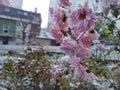 Frozen pink Flower covered by ice frosting during early spring in nature. Royalty Free Stock Photo