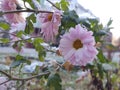 Frozen pink Flower covered by ice frosting during early spring in nature. Royalty Free Stock Photo