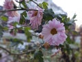 Frozen pink Flower covered by ice frosting during early spring in nature. Royalty Free Stock Photo