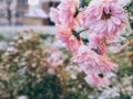 Frozen pink Flower covered by ice frosting during early spring in nature. Royalty Free Stock Photo