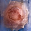 Frozen pink rose flower Royalty Free Stock Photo