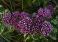 Frozen sedum flowers in winter garden Royalty Free Stock Photo