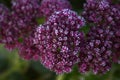 Frozen sedum flowers in winter garden Royalty Free Stock Photo