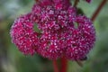 Red sedum flower and frost in winter garden Royalty Free Stock Photo