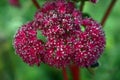 Red sedum flower and frost in winter garden Royalty Free Stock Photo
