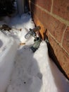 Frozen Pipes, Faucet Buried in Snow Royalty Free Stock Photo