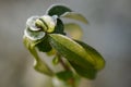 Frozen plant Royalty Free Stock Photo