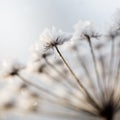 Frozen plant Royalty Free Stock Photo