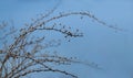 Frozen plant branches in winter with blue background