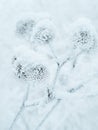 Frozen plant close-up