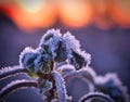 Frozen plant on a cold winter morning Royalty Free Stock Photo