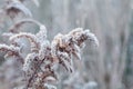 Frozen plant covered with frost and snow of winter morning. Natural background. Royalty Free Stock Photo