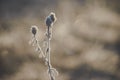 Frozen plant covered with hoarfrost Royalty Free Stock Photo