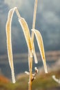 Frozen plant covered with hoarfrost Royalty Free Stock Photo