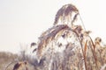 Frozen plant covered with hoarfrost or rime Royalty Free Stock Photo