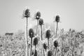 Frozen plant covered with hoarfrost or rime Royalty Free Stock Photo