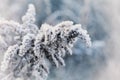 Frozen plant covered with hoarfrost of winter morning, macro nature background Royalty Free Stock Photo