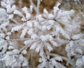 Frozen plant covered in snow and ice in heart shape Royalty Free Stock Photo