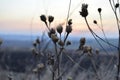 Frozen plant