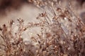 Frozen plant. Frozen winter landscape - nature Royalty Free Stock Photo