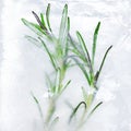 Frozen plant inside piece of ice close up - icy herb texture Royalty Free Stock Photo