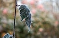 Frozen plant leaves in winter