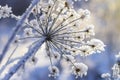 Frozen plant in morning close up in winter