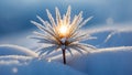 Frozen plant in the snow, beautiful winter background Royalty Free Stock Photo
