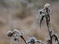 Frosted plant and spider silk, nature details in winter season Royalty Free Stock Photo