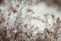 Frozen plant. Frozen winter landscape -  nature background Royalty Free Stock Photo