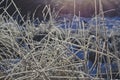 The frozen plants along the hiking trail Royalty Free Stock Photo