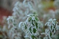 Frozen plants in autumn. Dry flowers covered with the hoar-frost Royalty Free Stock Photo
