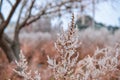 Frozen plants in autumn. Dry flowers covered with the hoar-frost Royalty Free Stock Photo