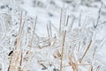 Frozen plants