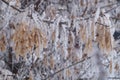 Frozen plants - dried maple seeds