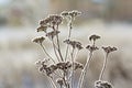 Frozen plants in early morning close up in winter Royalty Free Stock Photo