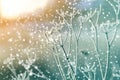 Frozen plants in early morning close up in winter Royalty Free Stock Photo