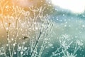 Frozen plants in early morning close up in winter Royalty Free Stock Photo