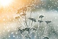 Frozen plants in early morning close up in winter Royalty Free Stock Photo