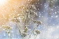 Frozen plants in early morning close up in winter Royalty Free Stock Photo