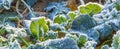 Frozen plants on the meadow