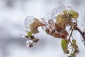 Frozen plants in the snow storm Royalty Free Stock Photo