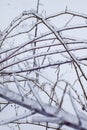 Frozen plants in the snow storm Royalty Free Stock Photo