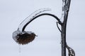 Frozen plants in the snow storm Royalty Free Stock Photo