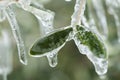 Frozen plants in the snow storm Royalty Free Stock Photo