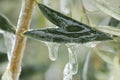 Frozen plants in the snow storm Royalty Free Stock Photo