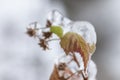 Frozen plants in the snow storm Royalty Free Stock Photo