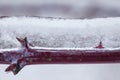 Frozen plants in the snow storm Royalty Free Stock Photo