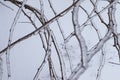 Frozen plants in the snow storm Royalty Free Stock Photo