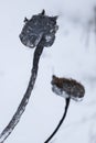 Frozen plants in the snow storm Royalty Free Stock Photo
